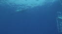 REQUIN BLANC