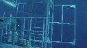 REQUIN BLANC, PLONGEUR, CAGE