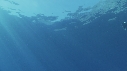 REQUIN BLANC