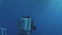 REQUIN BLANC, PLONGEUR