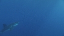 REQUIN BLANC