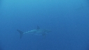 REQUIN BLANC
