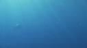 REQUIN BLANC