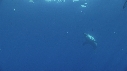 REQUIN BLANC