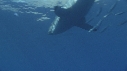 REQUIN BLANC