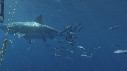 REQUIN BLANC