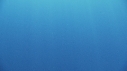 REQUIN BLANC