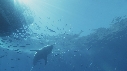 REQUIN BLANC, PLONGEUR