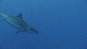 REQUIN BLANC