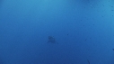 REQUIN BLANC