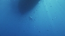 REQUIN BLANC, BATEAU