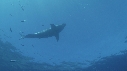 PLONGEURS, CAGE, REQUIN BLANC