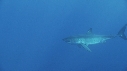 REQUIN BLANC, PLONGEUR