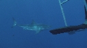 PLONGEURS, CAGE, REQUIN BLANC