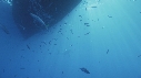 REQUIN BLANC, BATEAU, POISSONS