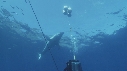REQUIN BLANC