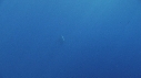 REQUIN BLANC