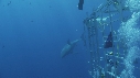 REQUIN BLANC
