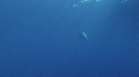 REQUIN BLANC