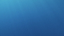 REQUIN BLANC