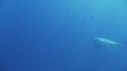 REQUIN BLANC, BATEAU