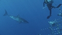 REQUIN BLANC, CAGE, PLONGEUR, BATEAU