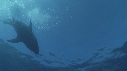 REQUIN BLANC