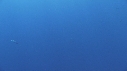 REQUIN BLANC
