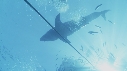 REQUIN BLANC
