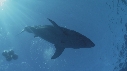 REQUIN BLANC, CAGE, PLONGEUR