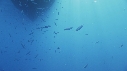 REQUIN BLANC