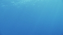 REQUIN BLANC, PLONGEUR