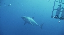 REQUIN BLANC