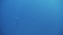 REQUIN BLANC