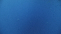REQUIN BLANC