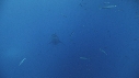 REQUIN BLANC, POISSON