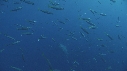 REQUIN BLANC, BATEAU, POISSONS