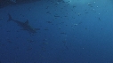 REQUIN BLANC, PLONGEUR