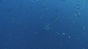 REQUIN BLANC