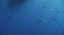 REQUIN BLANC, BATEAU, POISSONS