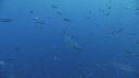 REQUIN BLANC