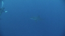 REQUIN BLANC, PLONGEUR