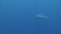 REQUIN BLANC
