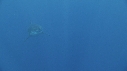 REQUIN BLANC