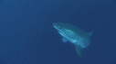 REQUIN BLANC