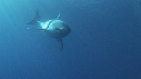 REQUIN BLANC, PLONGEUR