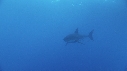 REQUIN BLANC, PLONGEUR