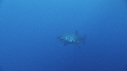 REQUIN BLANC, PLONGEUR