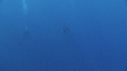 REQUIN BLANC, PLONGEUR