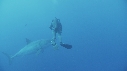 REQUIN BLANC, PLONGEUR